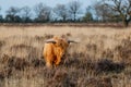 Scottish highlander or Highland cow cattle  grazing in a field Royalty Free Stock Photo