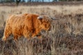 Scottish highlander or Highland cow cattle grazing in a field