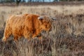 Scottish highlander or Highland cow cattle  grazing in a field Royalty Free Stock Photo