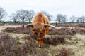 Scottish highlander or Highland cow cattle