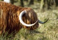 Scottish highlander ox