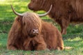 Scottish Highlander takes a rest in the shade under the trees Royalty Free Stock Photo