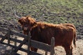 Scottish highlanders cattle with big horn colored by the sunlight in a pasture in Arkel in the Netherlands Royalty Free Stock Photo