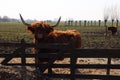 Scottish highlanders cattle with big horn colored by the sunlight in a pasture in Arkel in the Netherlands Royalty Free Stock Photo