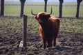 Scottish highlanders cattle with big horn colored by the sunlight in a pasture in Arkel in the Netherlands Royalty Free Stock Photo