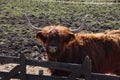 Scottish highlanders cattle with big horn colored by the sunlight in a pasture in Arkel in the Netherlands Royalty Free Stock Photo