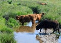 Scottish highlanders are looking for cooling in the water