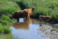 Scottish highlanders are looking for cooling in the water