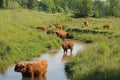 Scottish highlanders are looking for cooling in the water