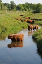 Scottish highlanders are looking for cooling in the water