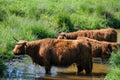 Scottish highlanders are looking for cooling in the water