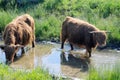 Scottish highlanders are looking for cooling in the water