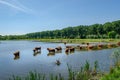 Scottish Highlanders in a polder landscape