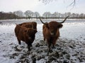 Scottish Highlanders in Winter Landscape