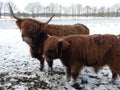 Scottish Highlanders in Winter Landscape