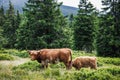 Scottish highlands cattle livestock. Cow with calf Royalty Free Stock Photo