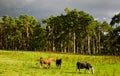 Scottish Highlands