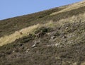 Scottish Highlands, Scotland - wild deer on a side of a hill, blue skies. Royalty Free Stock Photo