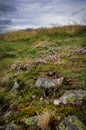 Scottish Highlands Vegetation