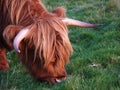 Scottish higland cow Royalty Free Stock Photo