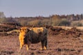 Scottish Higland cow