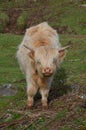 Scottish higland cow