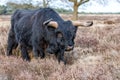 Scottish Higlander or Highland cow cattle