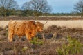 Scottish Higlander or Highland cow cattle