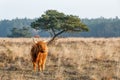 Scottish Higlander or Highland cow cattle