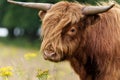 Scottish Higlander or Highland cow cattle