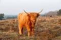 Scottish Higlander or Highland cow cattle