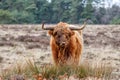 Scottish Higlander or Highland cow cattle