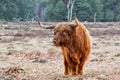 Scottish Higlander or Highland cow cattle