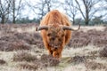 Scottish Higlander or Highland cow cattle