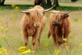 Scottish Higlander or Highland cow cattle