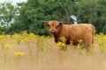 Scottish Higlander or Highland cow cattle