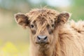 Scottish Higlander or Highland cow cattle