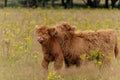 Scottish Higlander or Highland cow cattle