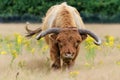 Scottish Higlander or Highland cow cattle