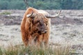 Scottish Higlander or Highland cow cattle