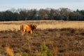 Scottish Higlander or Highland cow cattle