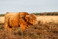 Scottish Higlander or Highland cow cattle