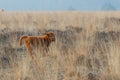 Scottish Higlander or Highland cow cattle