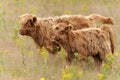 Scottish Higlander or Highland cow cattle