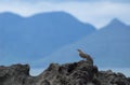 Scottish Island Mountain Silhouette, with Songbird on Rock