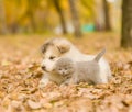 Scottish kitten and alaskan malamute puppy in autumn park Royalty Free Stock Photo