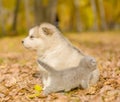 Scottish kitten and alaskan malamute puppy looking in different directions in autumn park Royalty Free Stock Photo