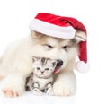 Scottish Kitten and alaskan malamute puppy in red christmas hat. isolated on white background Royalty Free Stock Photo