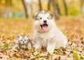 Scottish kitten and alaskan malamute puppy sitting together in autumn park Royalty Free Stock Photo