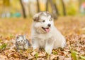 Scottish kitten and alaskan malamute puppy sitting together in a Royalty Free Stock Photo